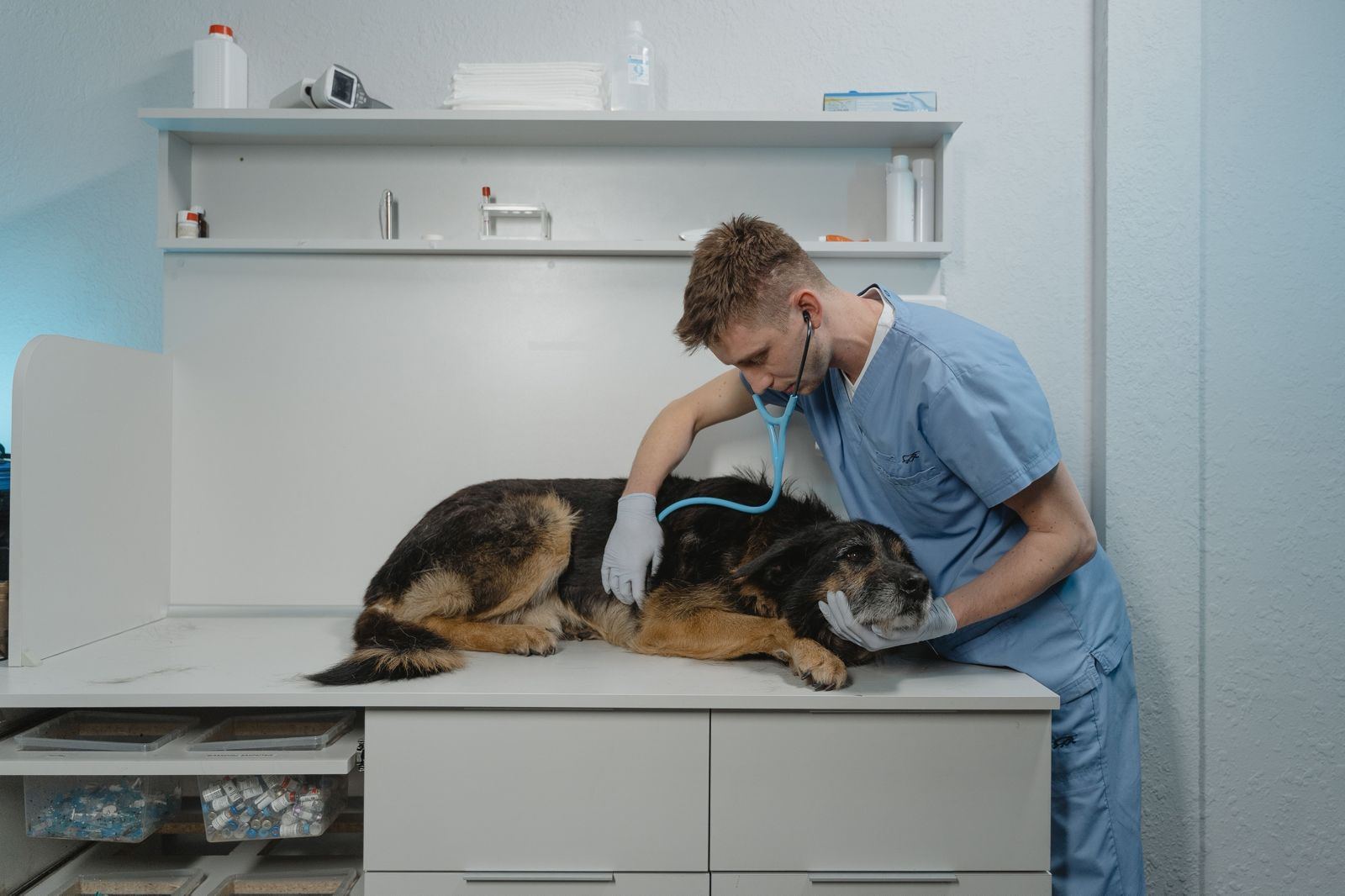 Gastos com veterinário deduzidos no Imposto de Renda. É projeto de Renata Abreu!