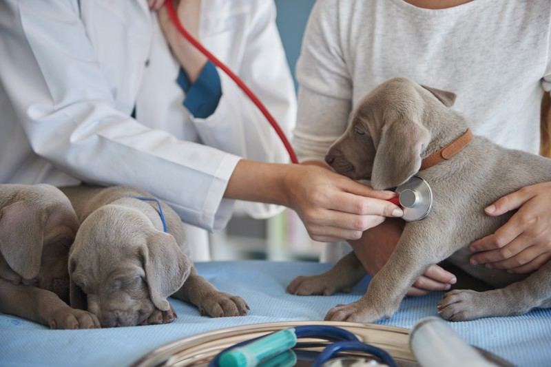 Delegado Bruno Lima propõe adicional de insalubridade a veterinários